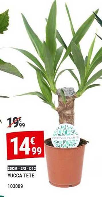 YUCCA TETE