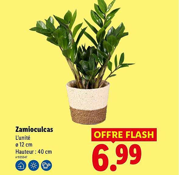 Zamioculcas