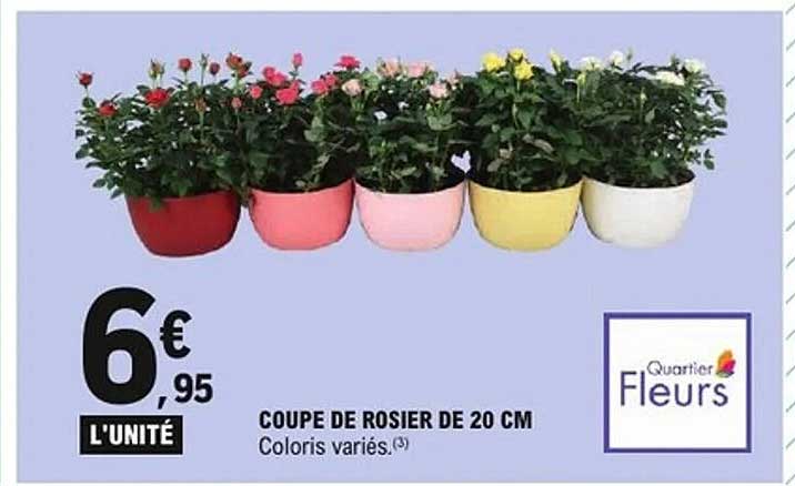 COUPE DE ROSIER DE 20 CM