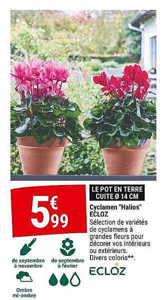 Cyclamen "Halios" ECLÖZ