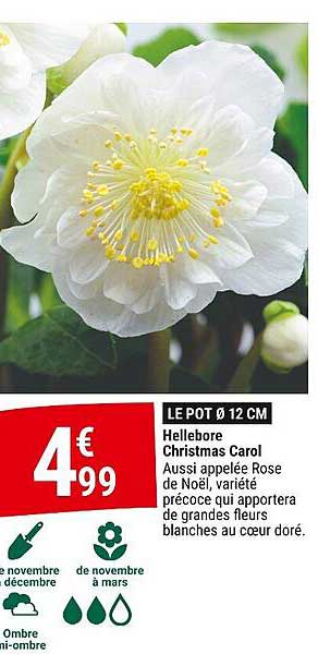 Hellebore Christmas Carol