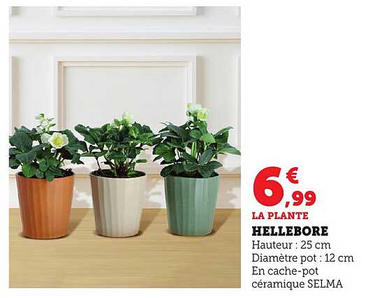 LA PLANTE HELLEBORE