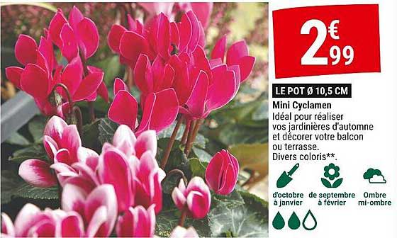Mini Cyclamen
