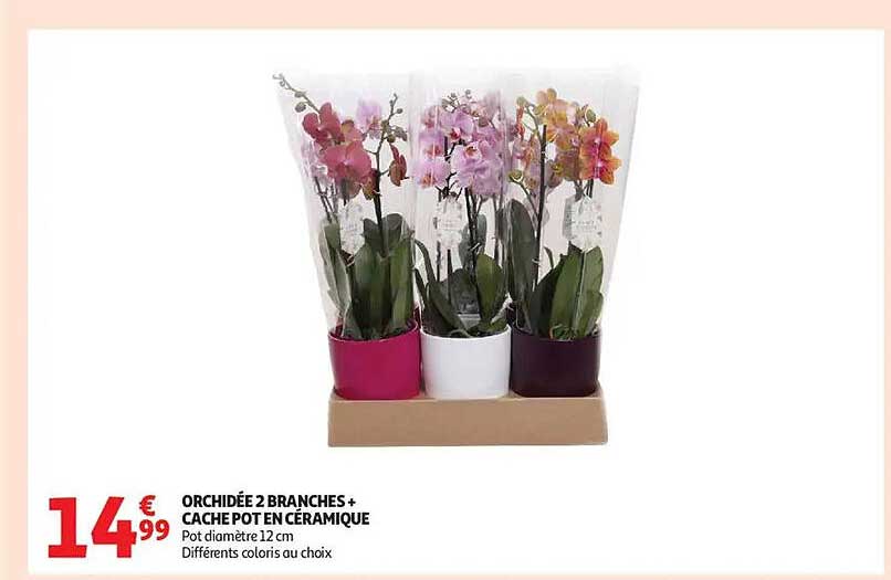 ORCHIDÉE 2 BRANCHES + CACHE POT EN CÉRAMIQUE