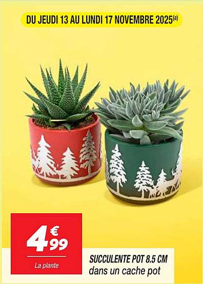 SUCCULENTE POT 8.5 CM dans un cache pot
