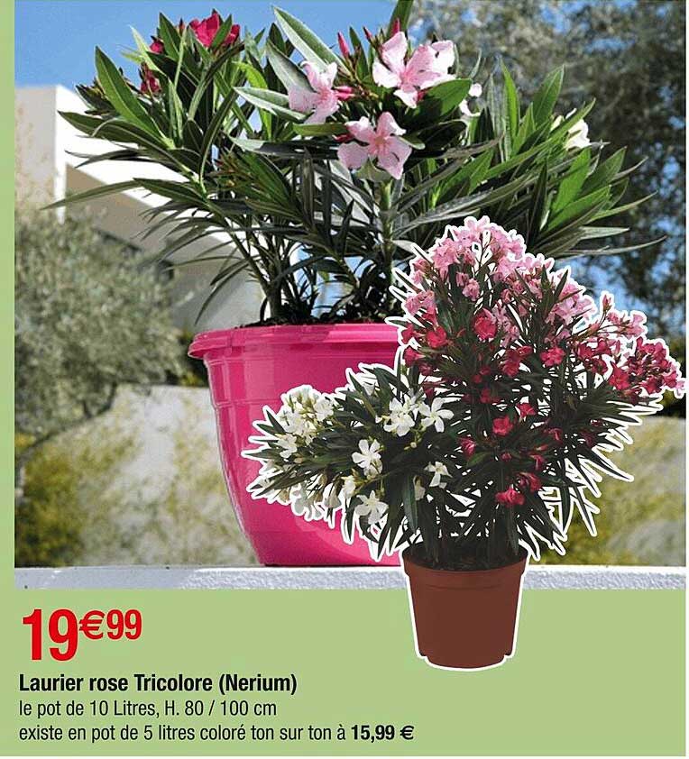 Laurier rose Tricolore (Nerium)