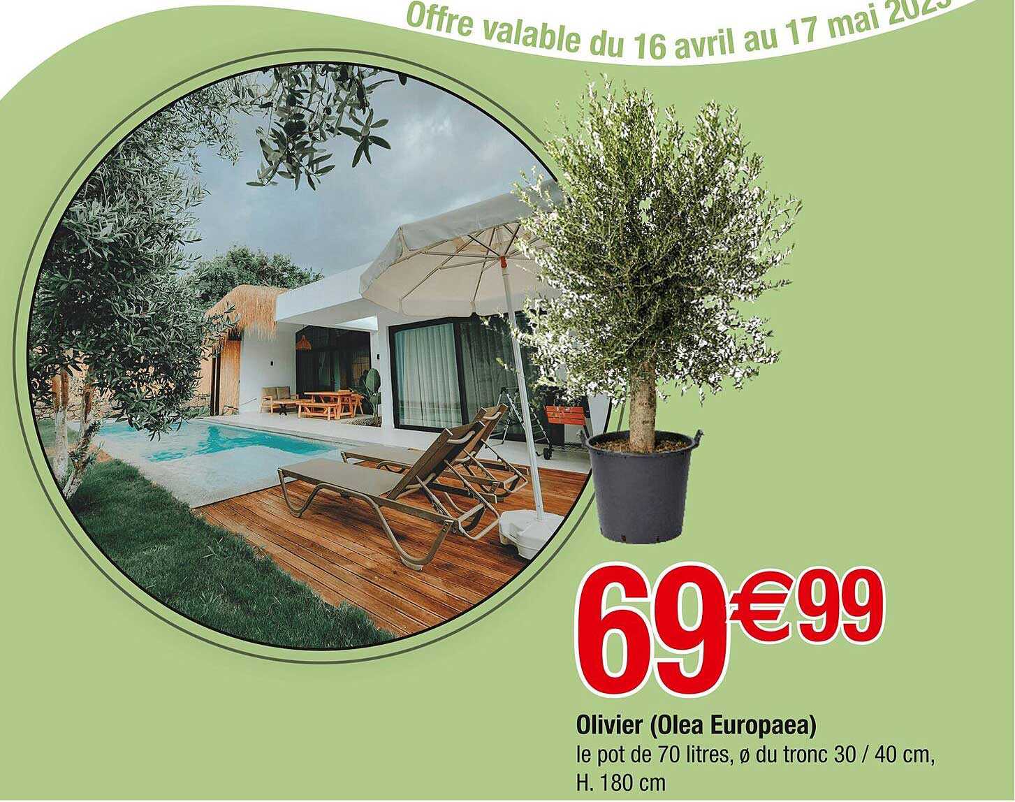 Olivier (Olea Europaea)