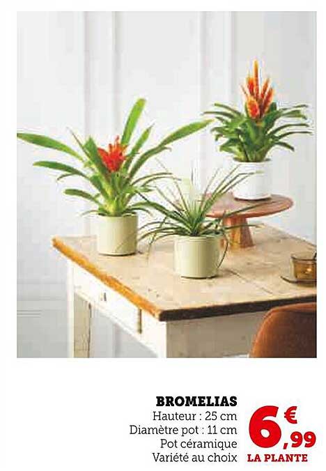BROMELIAS