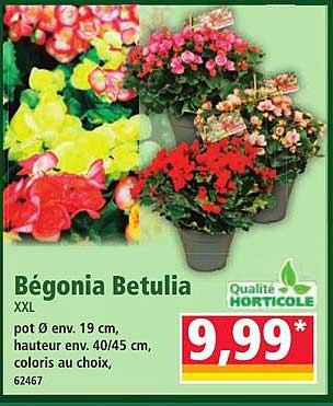 Bégonia Betulia XXL