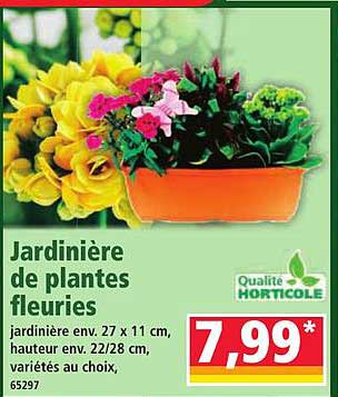 Jardinière de plantes fleuries