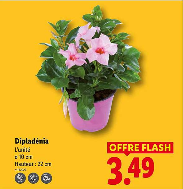 Dipladénia