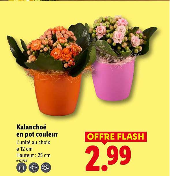 Kalanchoé en pot couleur