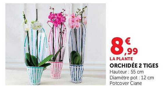 LA PLANTE ORCHIDÉE 2 TIGES