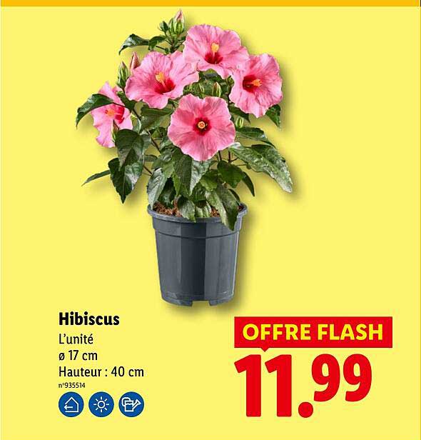 Hibiscus