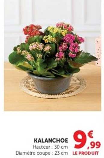 KALANCHOE