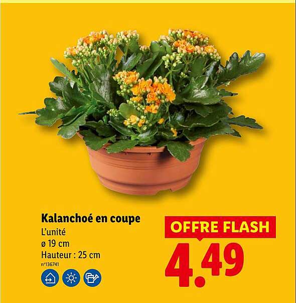 Kalanchoé en coupe