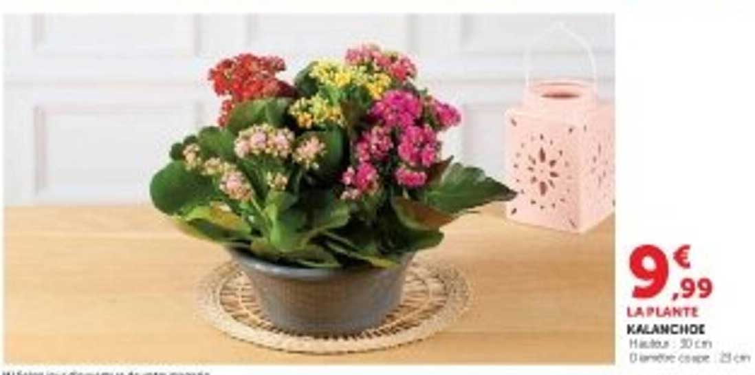 LA PLANTE KALANCHOE