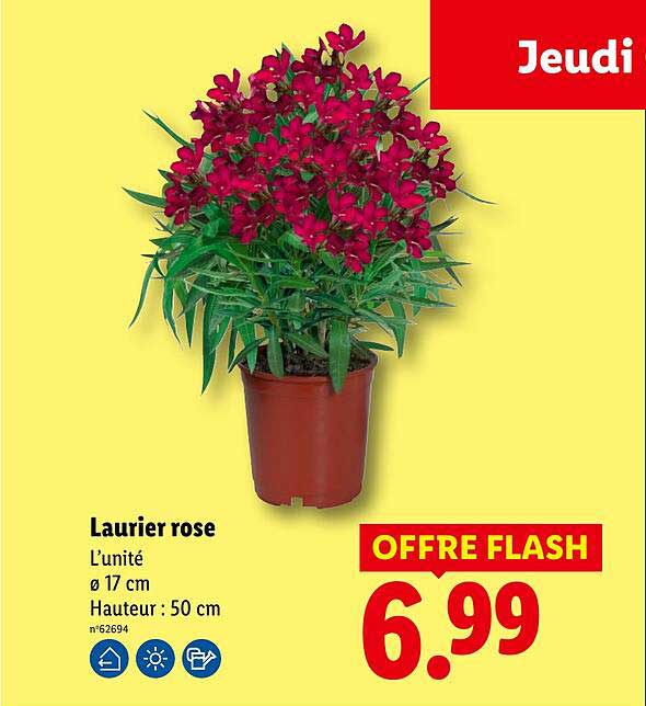 Laurier rose
