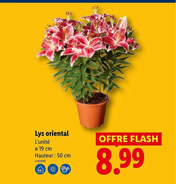Lys oriental