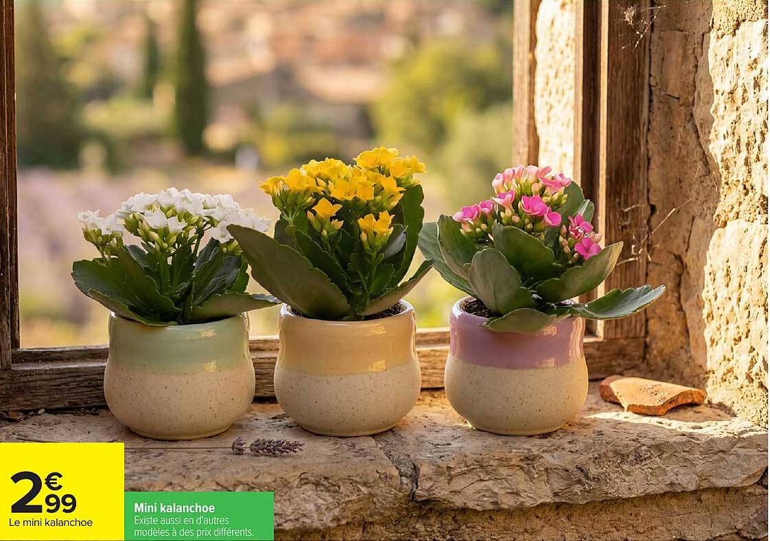 Mini kalanchoe