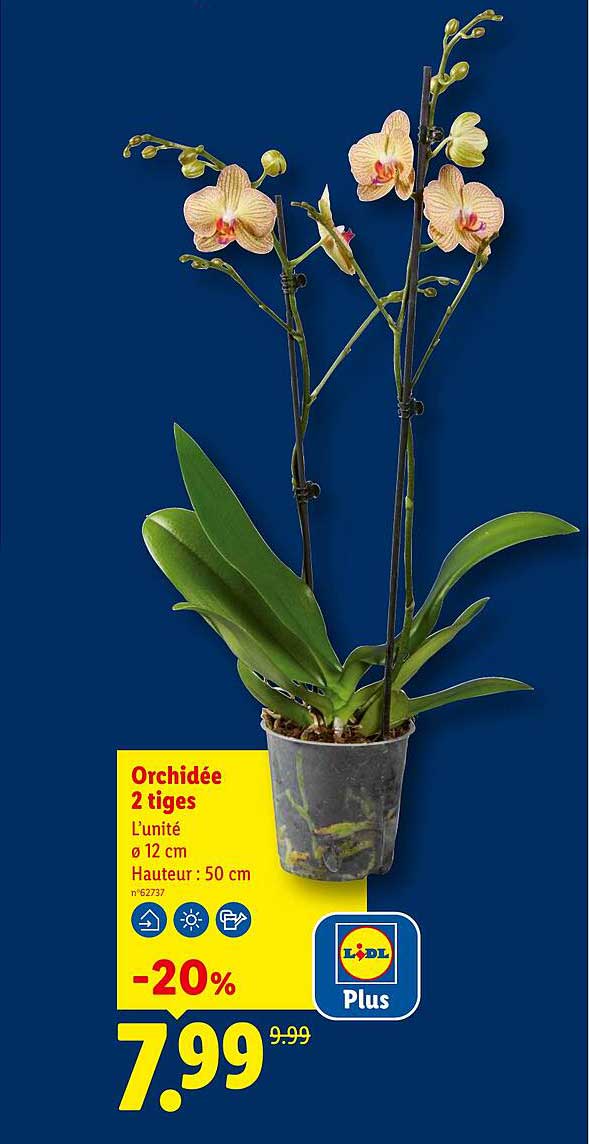 Orchidée 2 tiges
