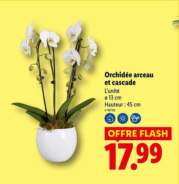 Orchidée arcau et cascade