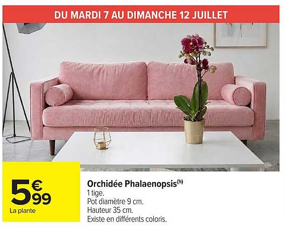 Orchidée Phalaenopsis(h)