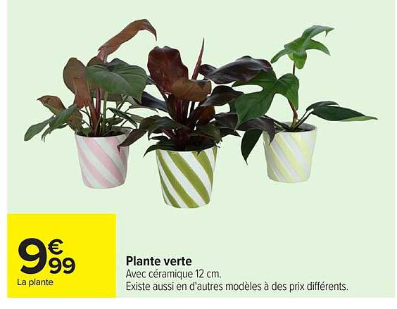 Plante verte