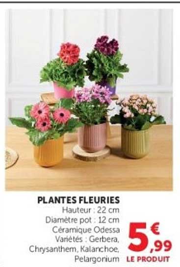 PLANTES FLEURIES