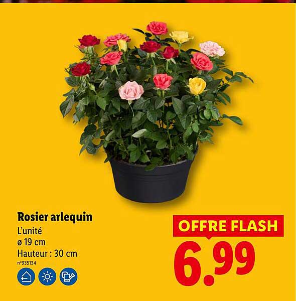 Rosier arlequin