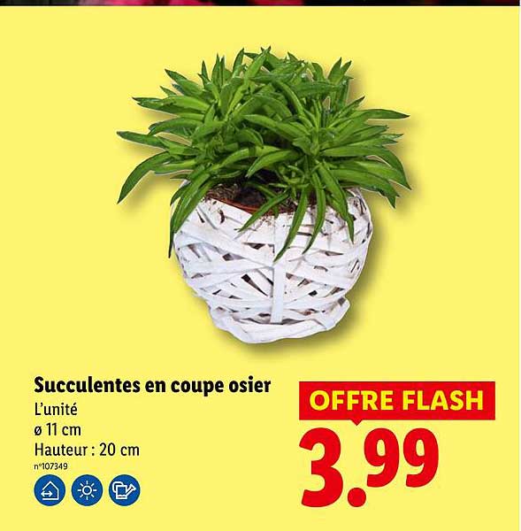 Succulentes en coupe osier