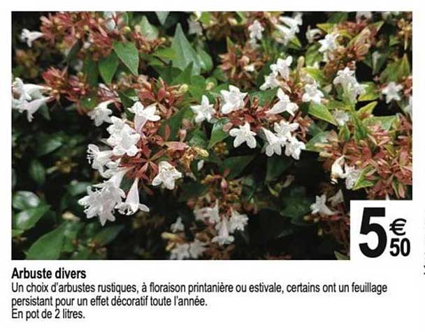 Arbuste divers