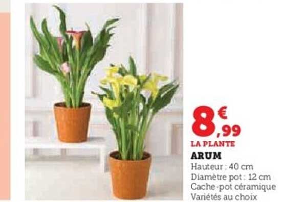 ARUM