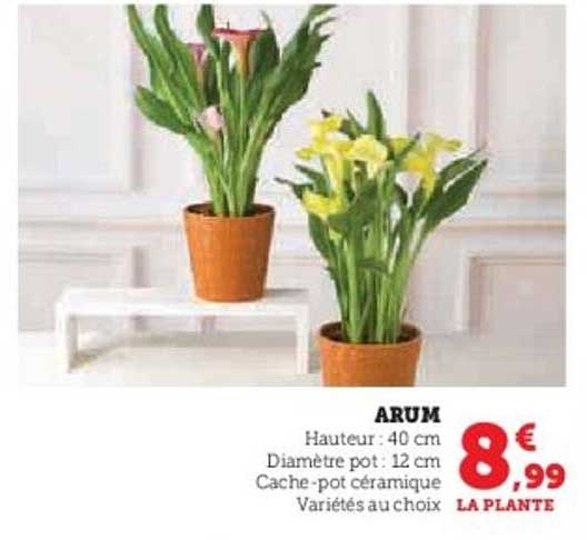 ARUM