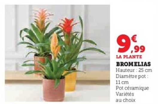 BROMELIAS