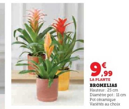 BROMELIAS
