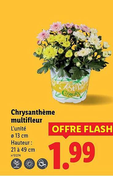 Chrysantème multicolore