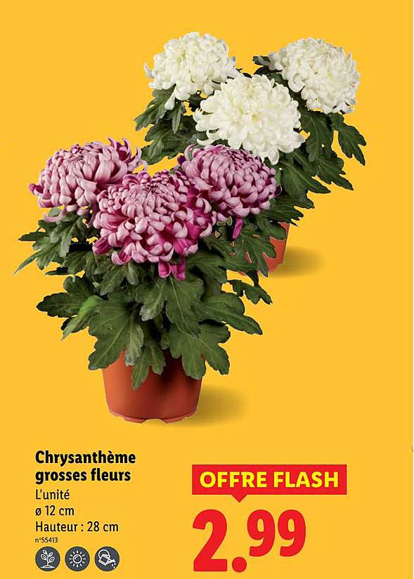 Chrysanthème grosses fleurs