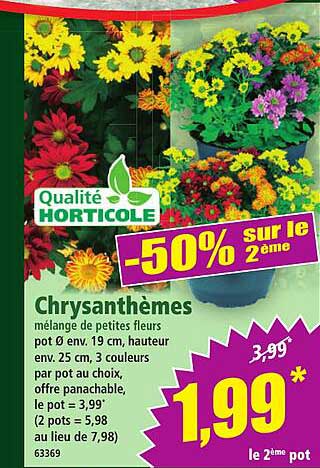 Chrysanthèmes -50% sur le 2ème pot