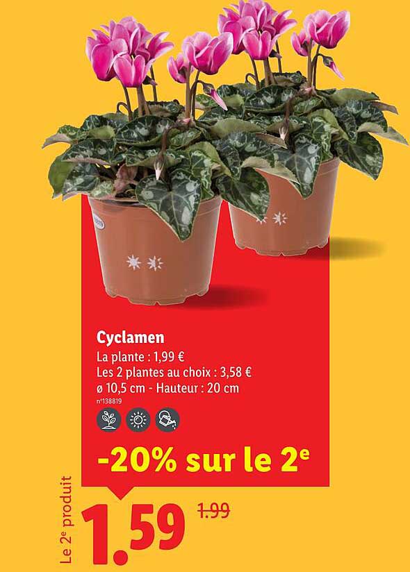 Cyclamen
