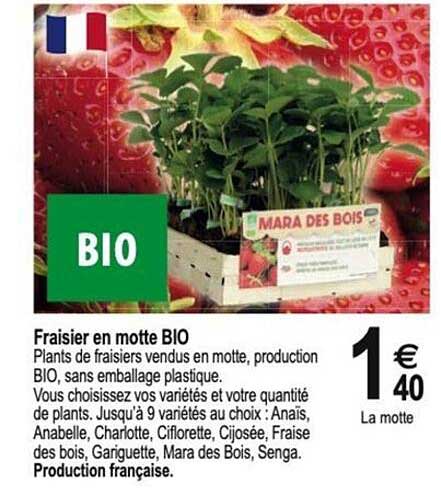Fraisier en motte BIO