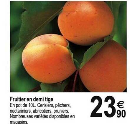 Fruitier en demi tige