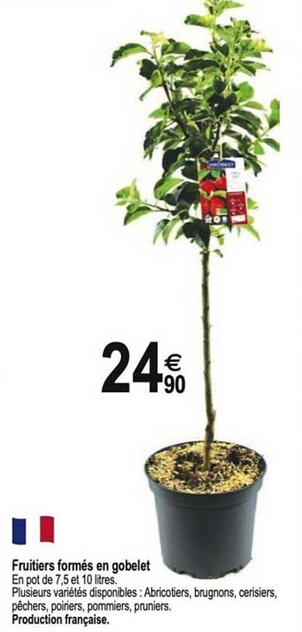 Fruitiers formés en gobelet