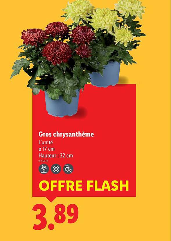 Gros chrysanthème
