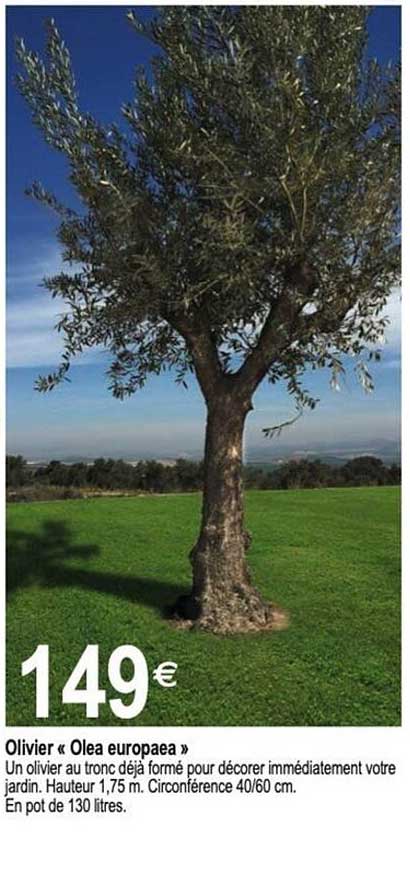 Olivier « Olea europaea »