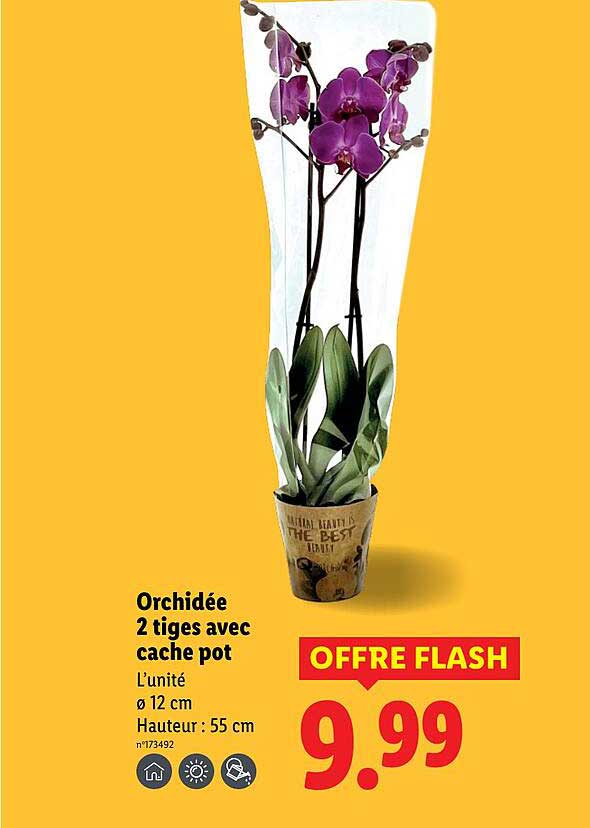 Orchidée 2 tiges avec cache pot