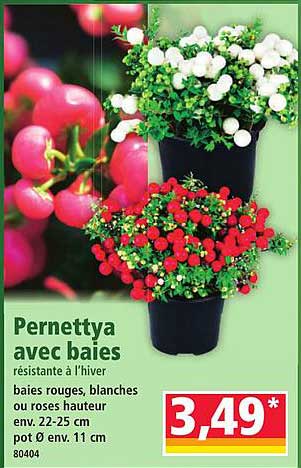 Pernettya avec baies