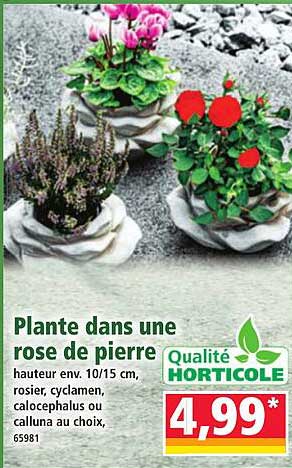 Plante dans une rose de pierre