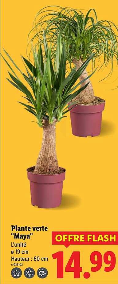 Plante verte "Maya"