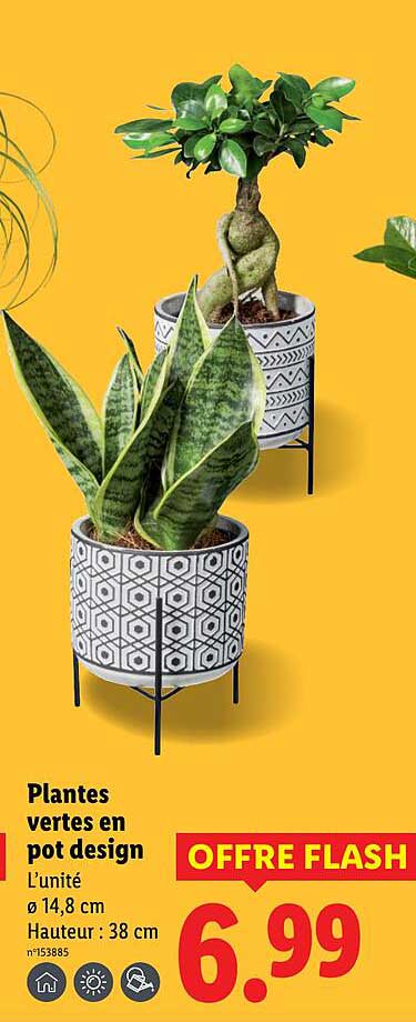 Plantes vertes en pot design